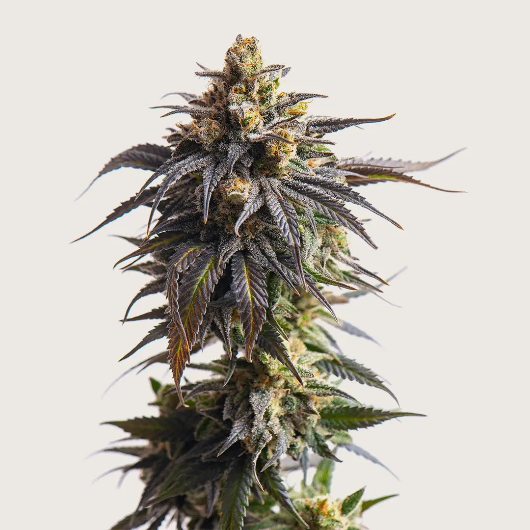 Bulk THCa Flower Pounds - Bay Smokes