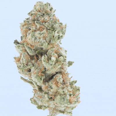 Snowing Candy IceFlash