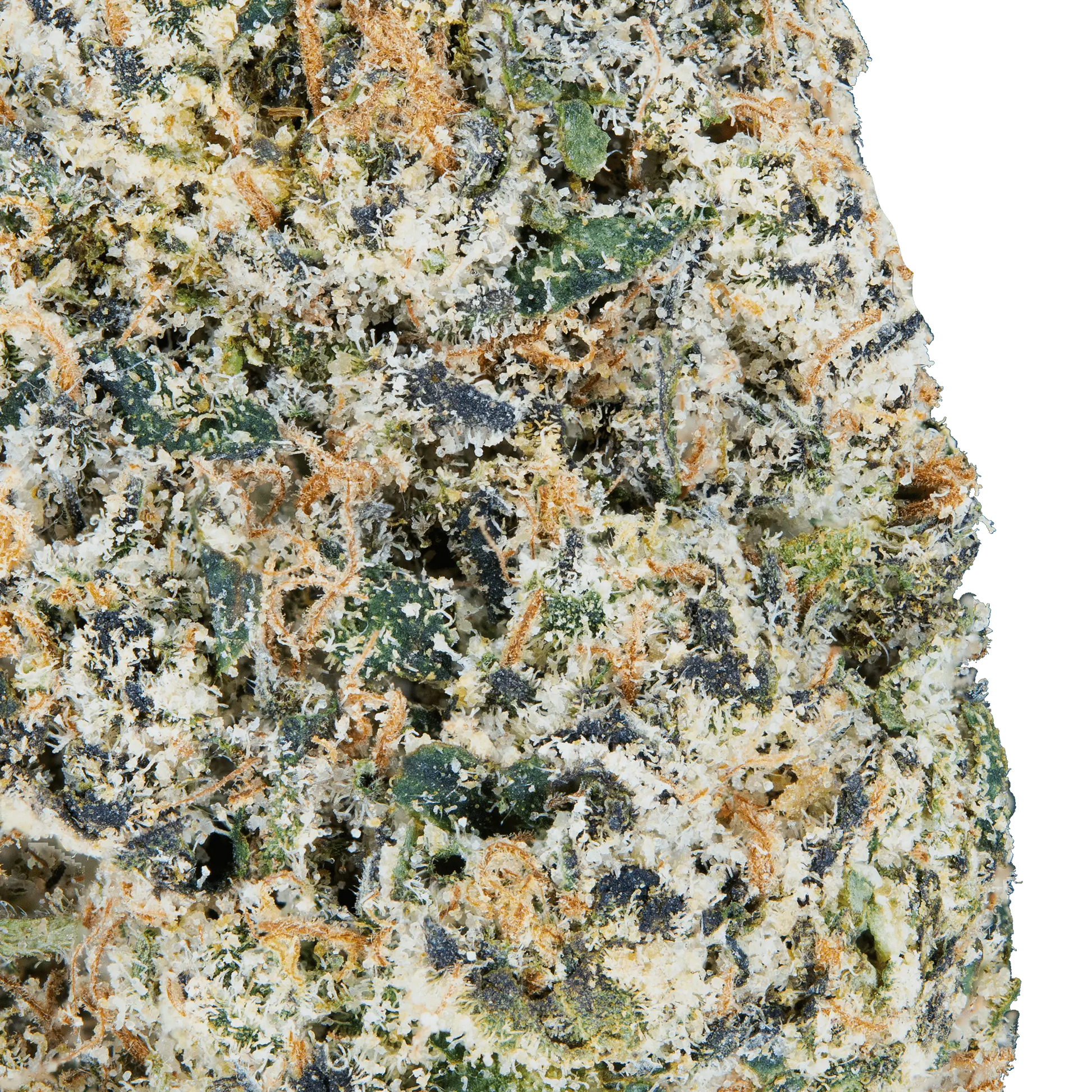 Tres Leches - THCa Flower - Bay Smokes