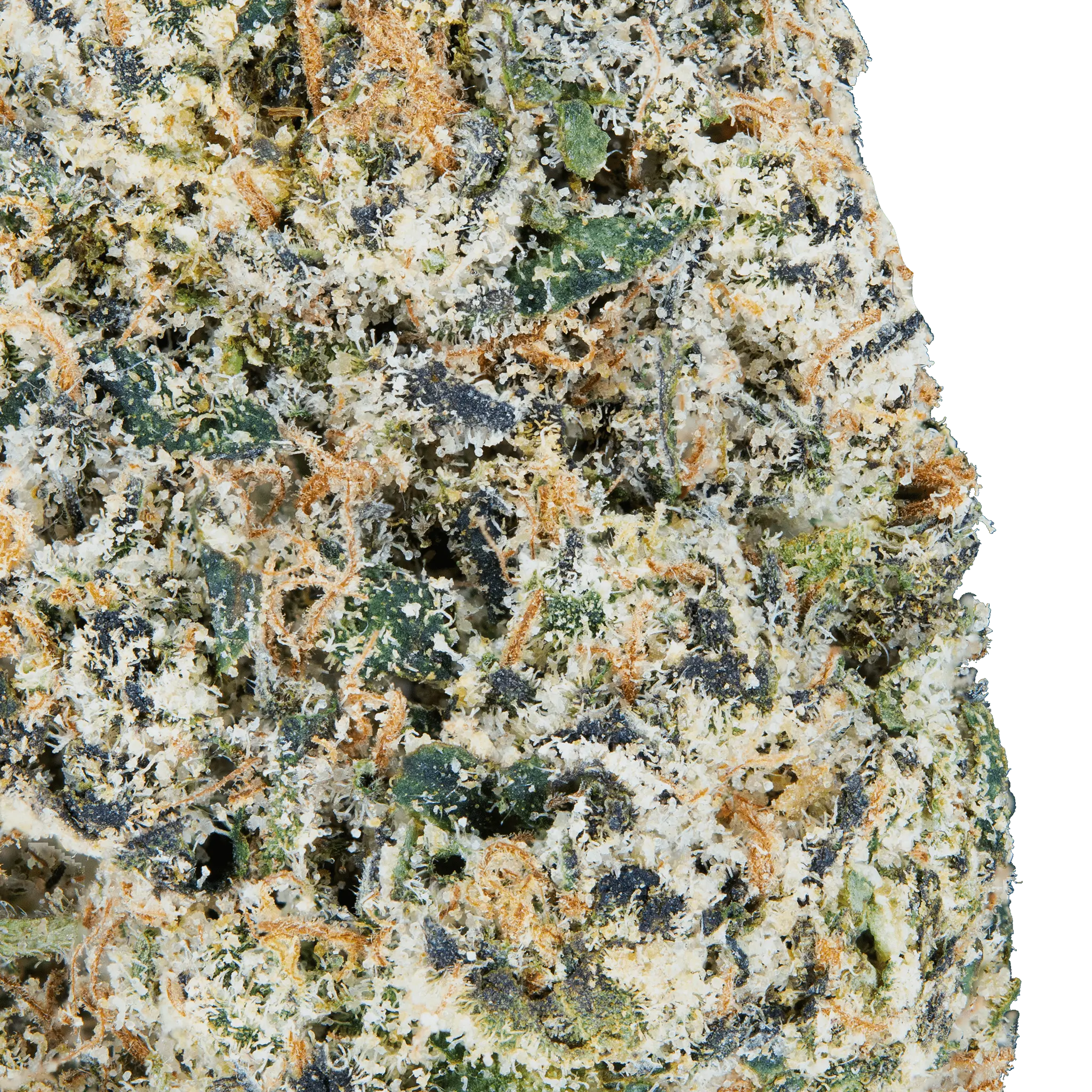 Tres Leches - THCa Flower - Bay Smokes