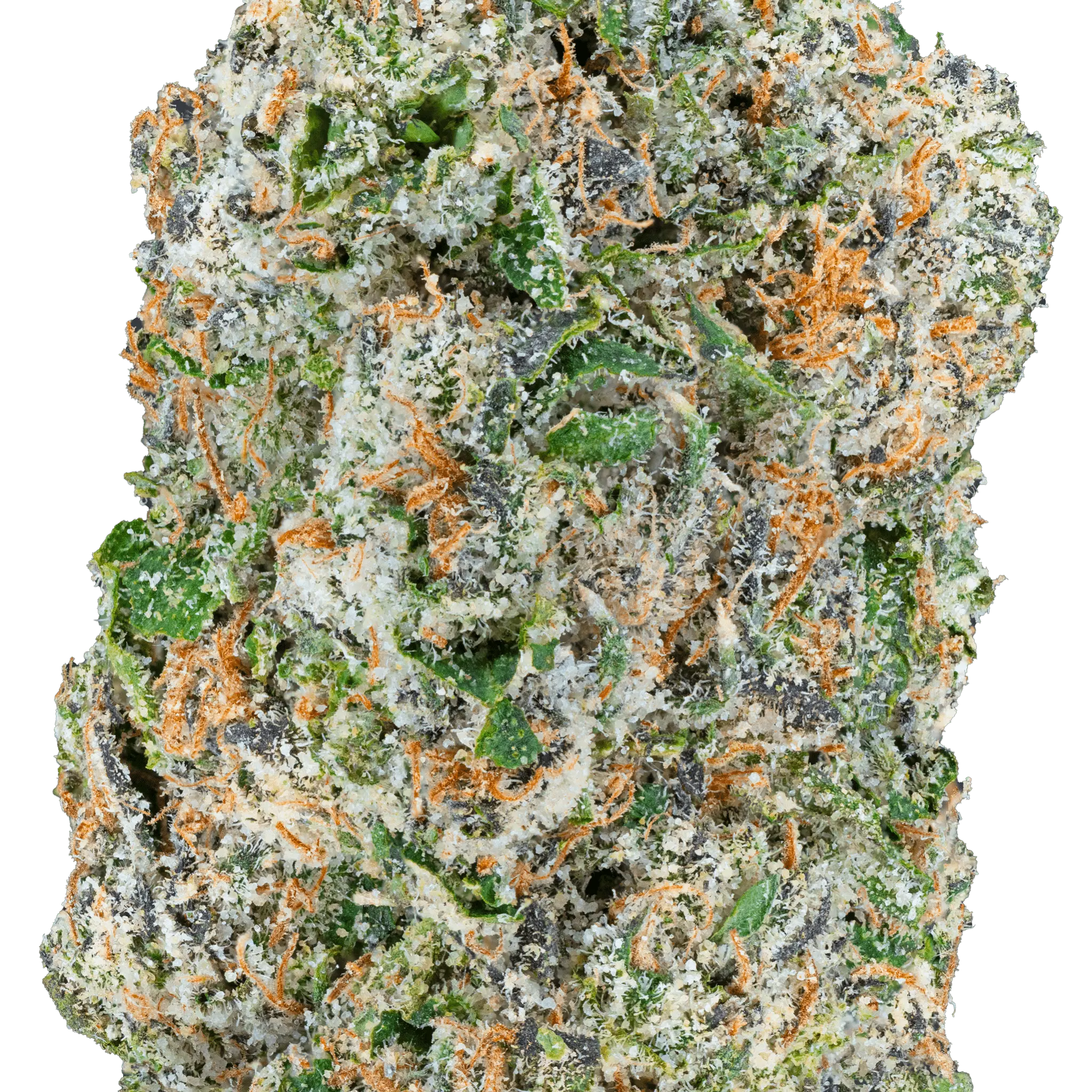 Blue Dream – THCa Flower - Bay Smokes