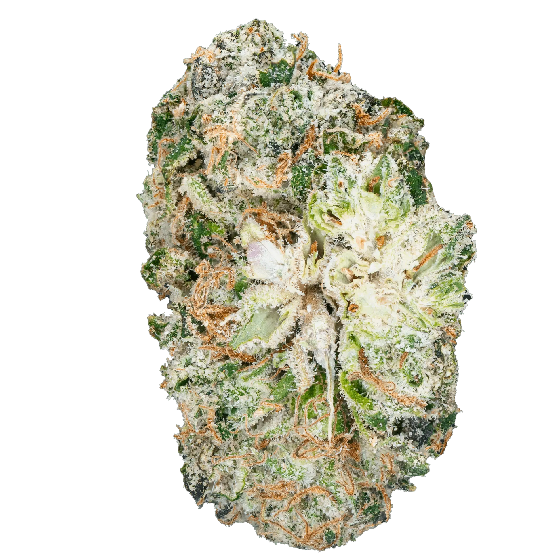 Thai Iced Tea - THCa Flower - Bay Smokes