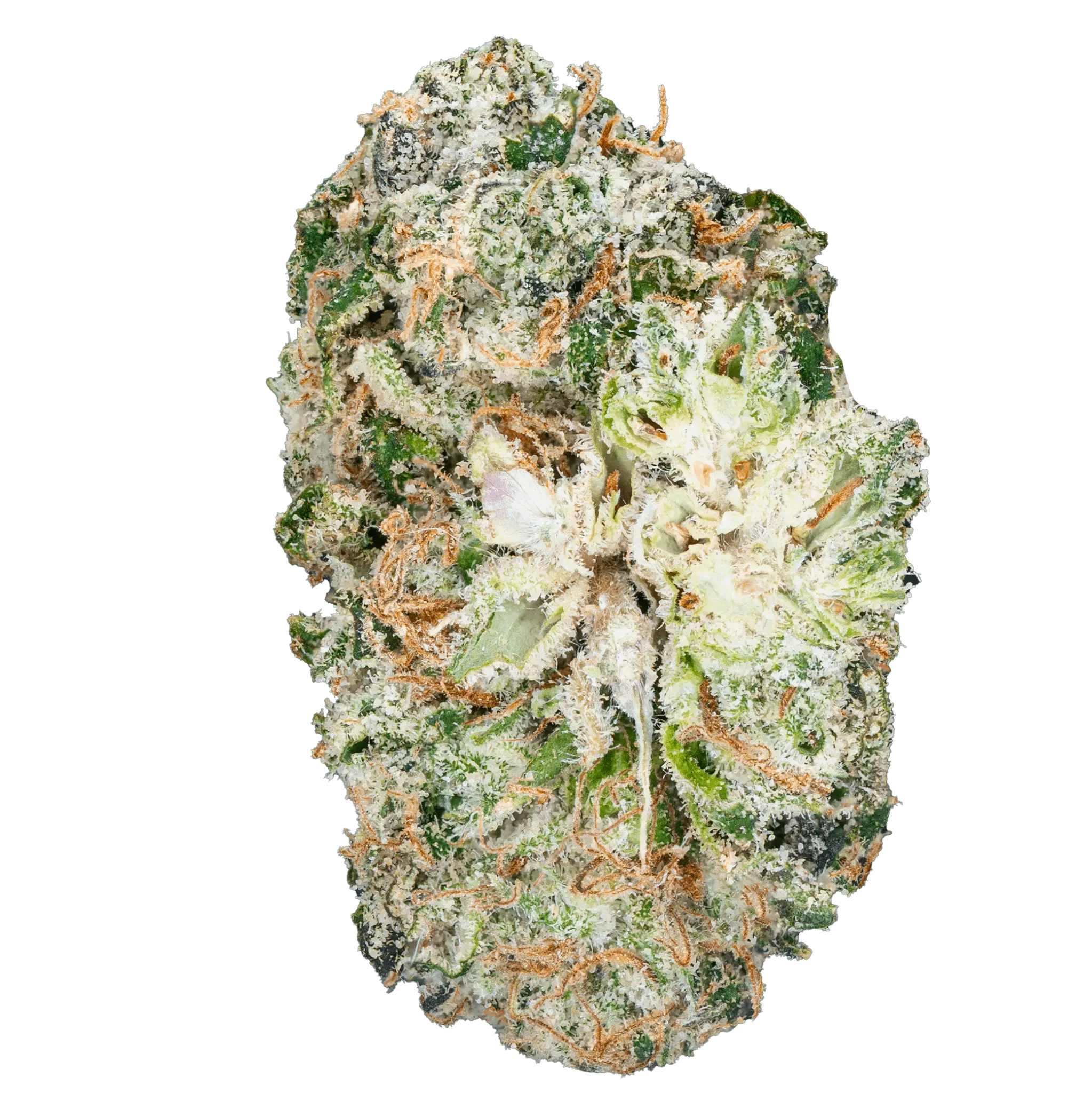 Thai Iced Tea - THCa Flower - Bay Smokes