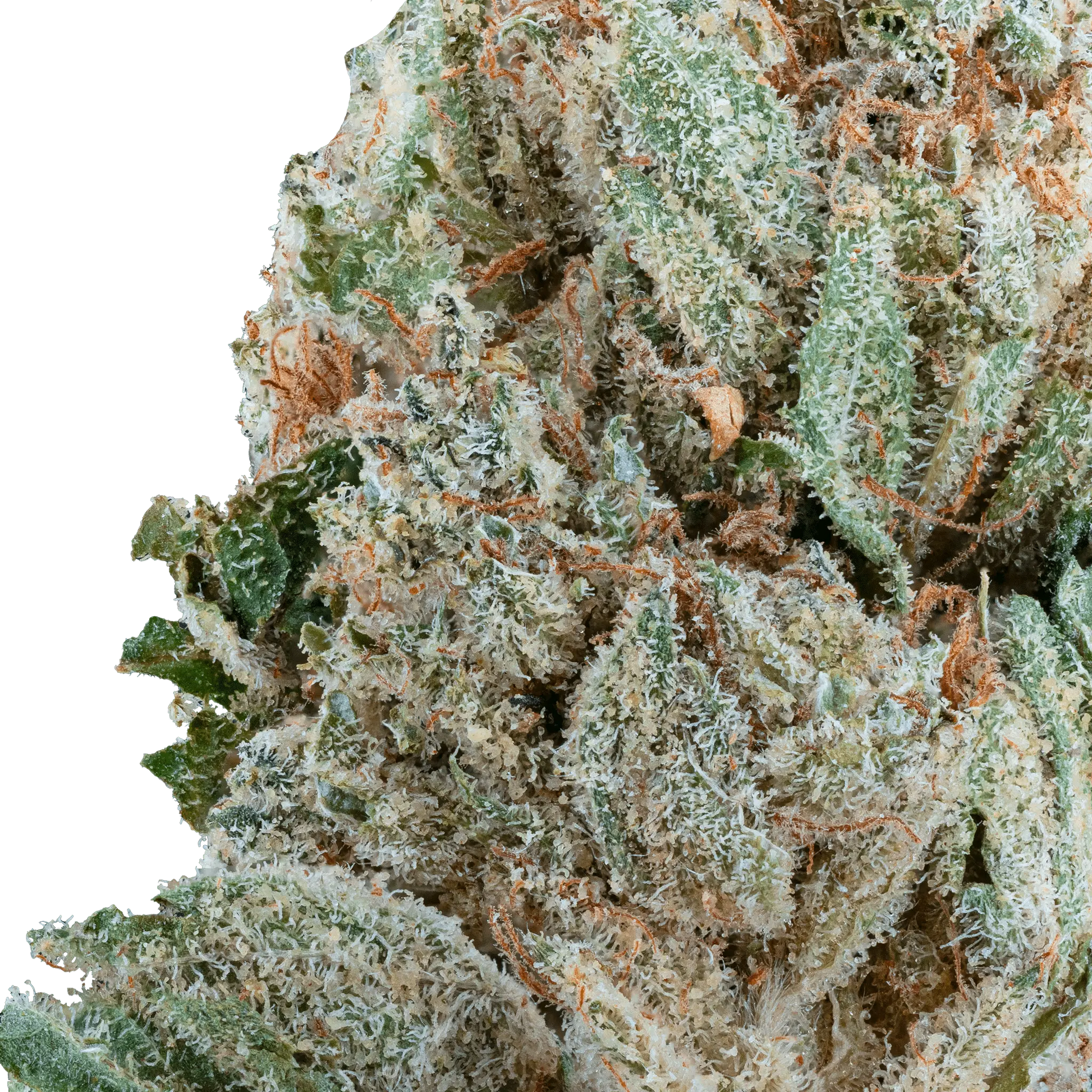 Strawberry Express – THCa Flower - Bay Smokes