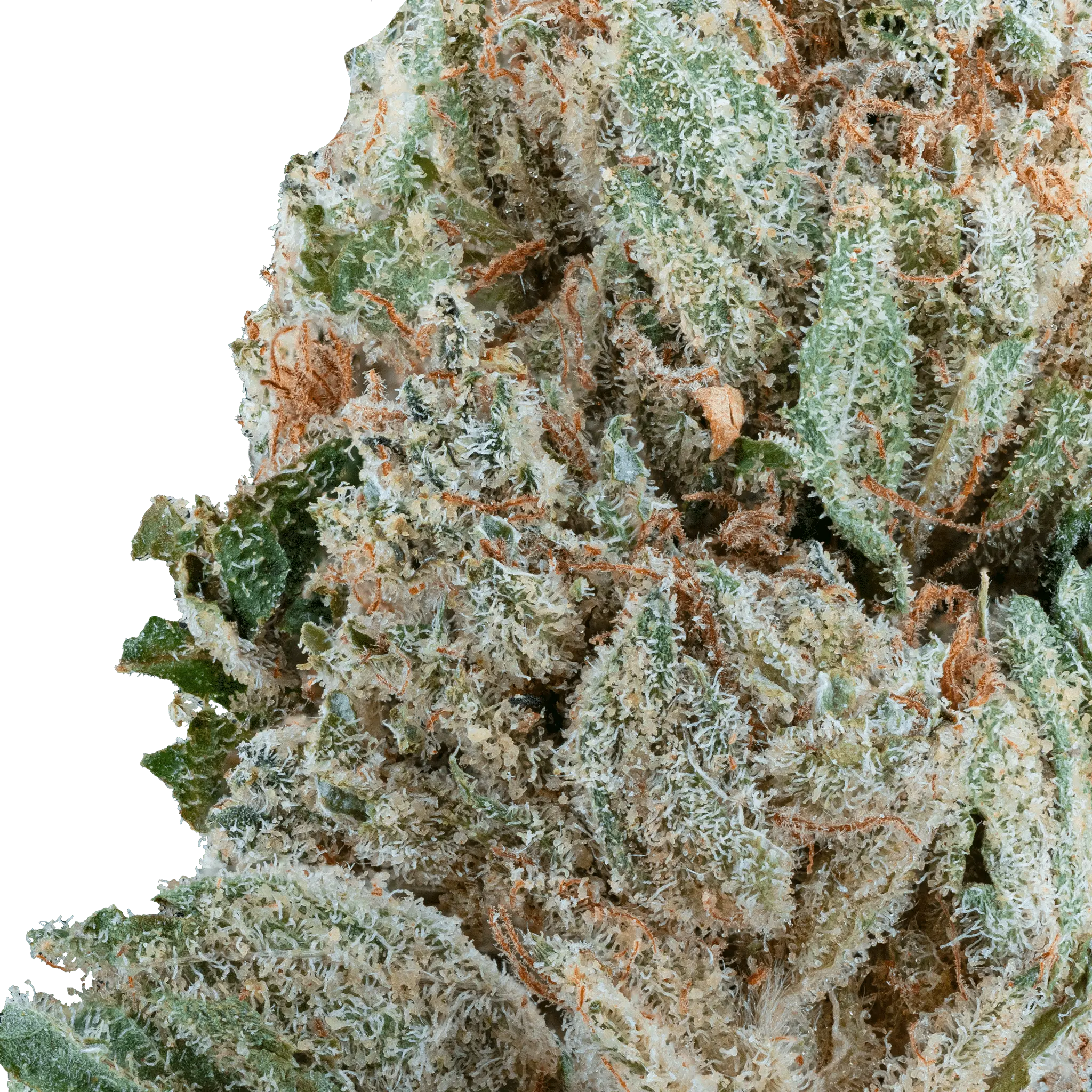 Strawberry Express – THCa Flower - Bay Smokes