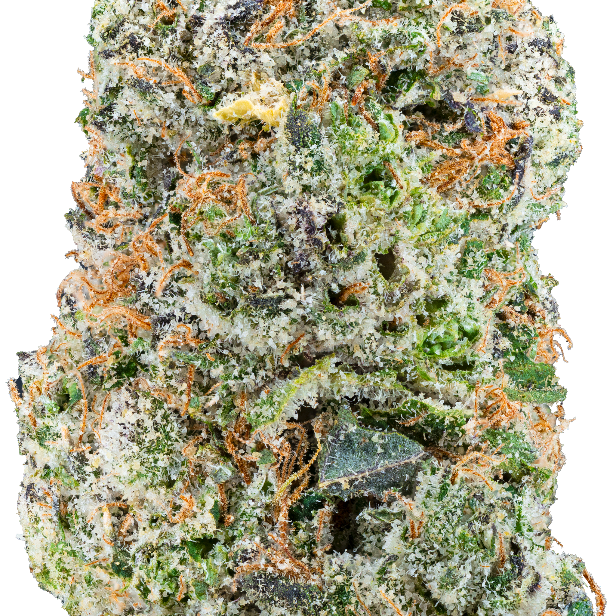 Glockbuster - Goonfellas