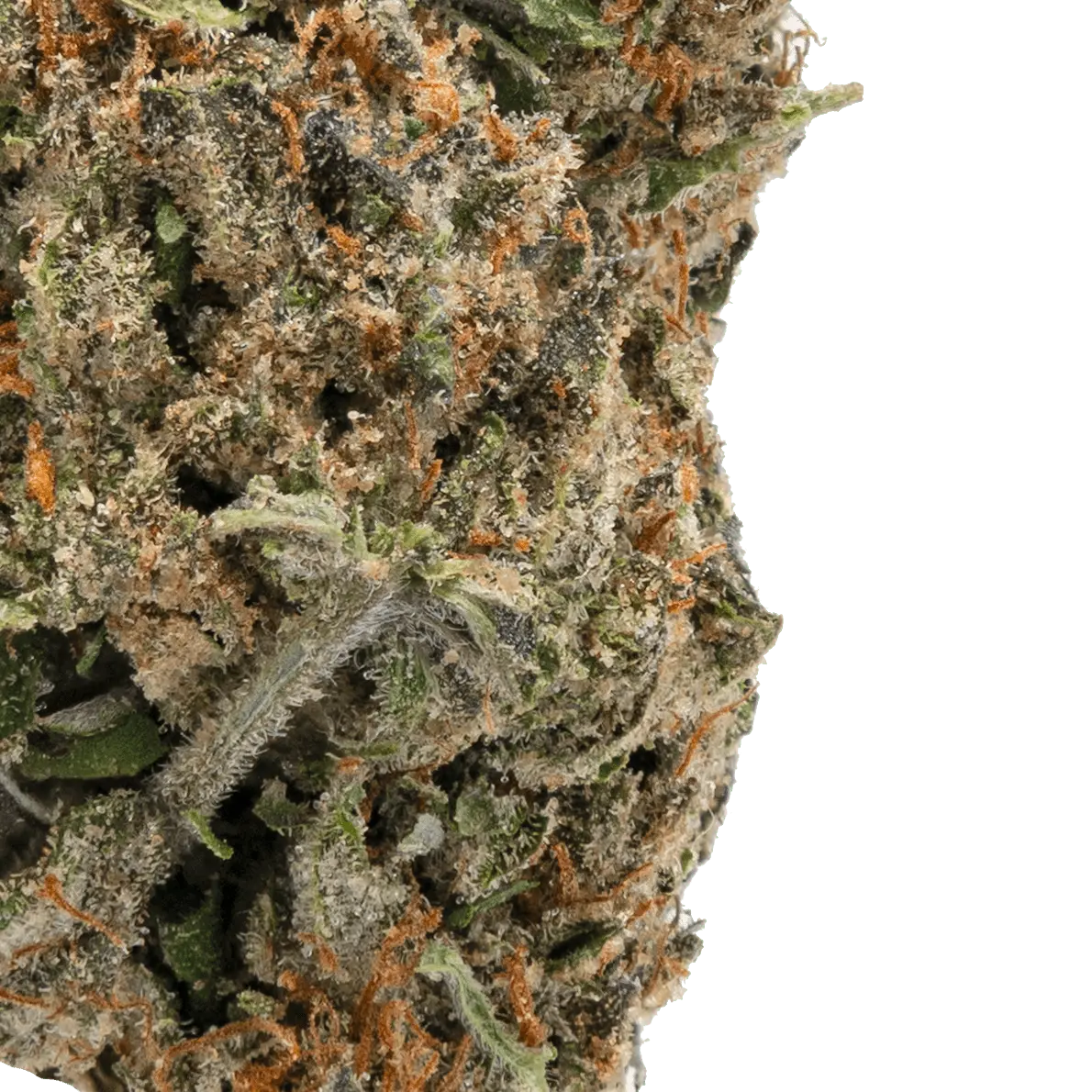 Ice Cream Cookies - THCa Flower - Bay Smokes