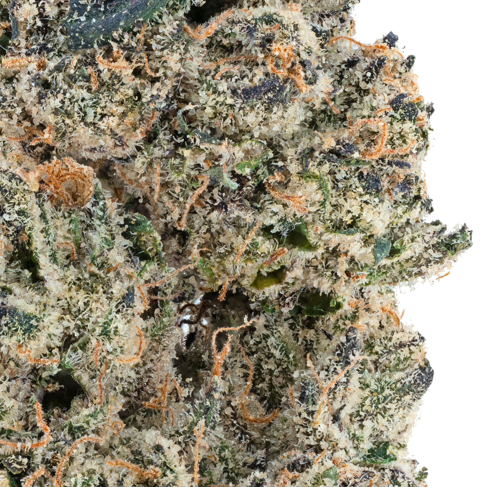 Alien ET THCa Flower