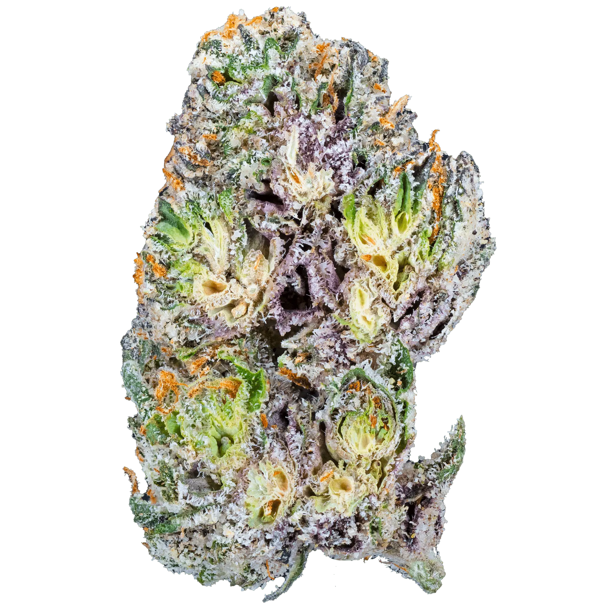 Blue Cherry Gelato– THCa Flower - Bay Smokes