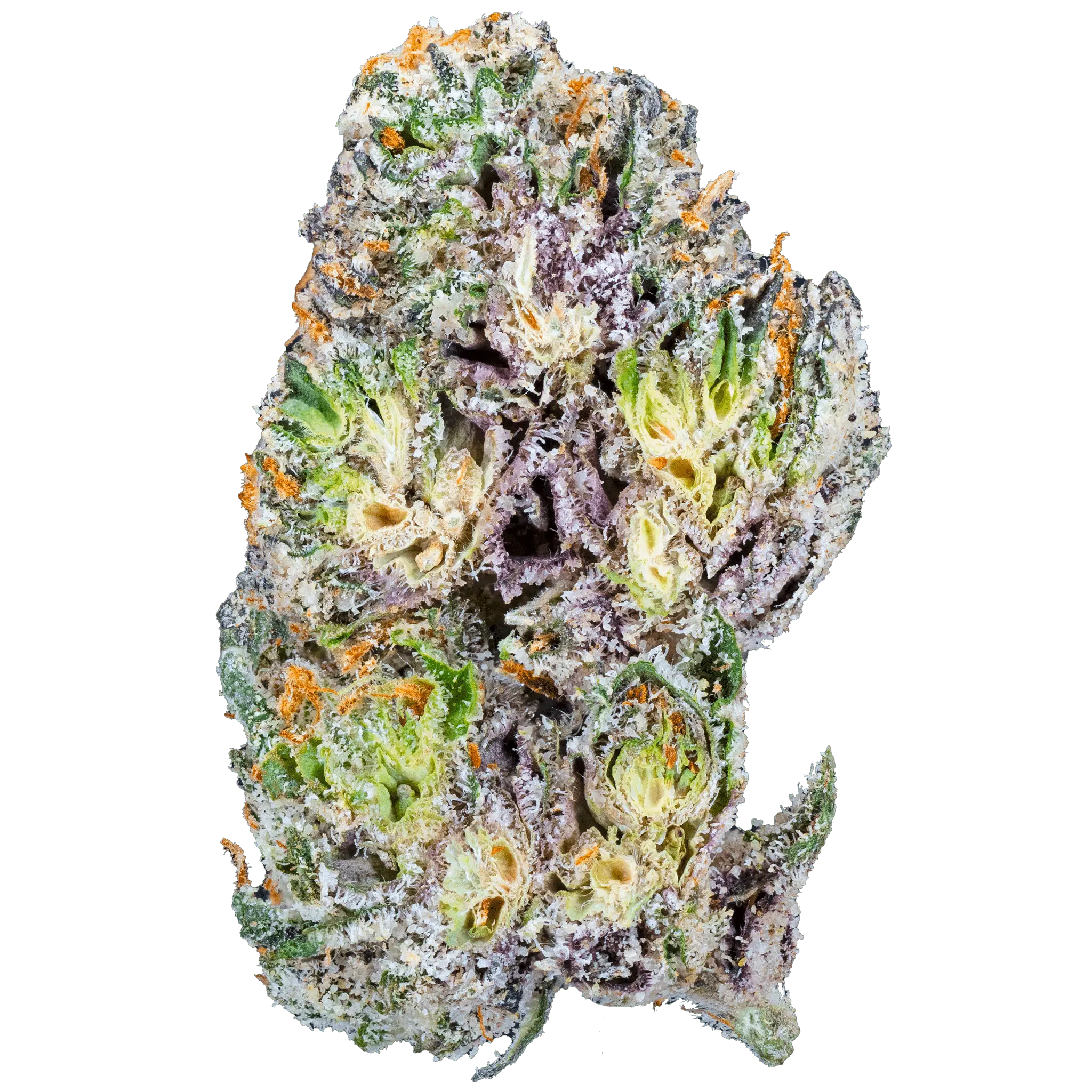 Blue Cherry Gelato– THCa Flower - Bay Smokes